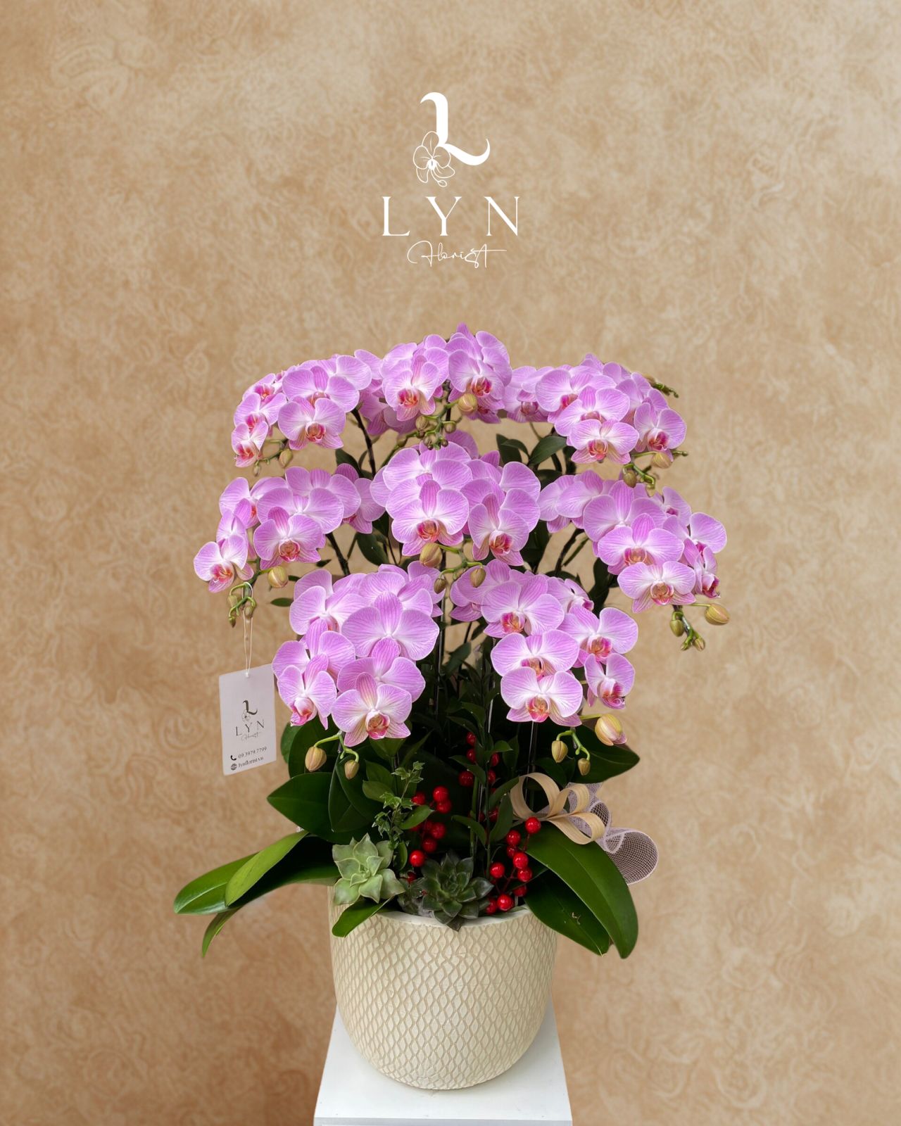 Chậu Lan Hồng Sọc